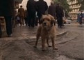 For the Love of Benji