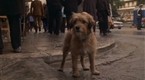 For the Love of Benji