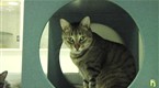 Howdini: How to Introduce a New Cat to Your Other Pets