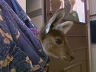 Aussie Animal Rescue | Season 1 Episode 1 | The Snake Buster