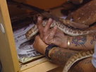 Aussie Animal Rescue | Season 1 Episode 3 | Ebby, the Blind Kangaroo