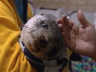 Aussie Animal Rescue | Season 1 Episode 4 | Seal Pup Rescue
