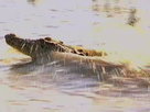 Aussie Animal Rescue | Season 1 Episode 5 | Croc Rescue