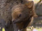 Aussie Animal Rescue | Season 1 Episode 6 | Seal Pup Release