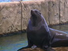 Aussie Animal Rescue | Season 1 Episode 9 | Seal Casualty