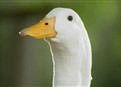 Late Night With Jimmy Fallon : AFLAC Replacements for Gilbert Gottfried