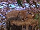 Aussie Animal Rescue | Season 1 Episode 10 | Eagle Emergency