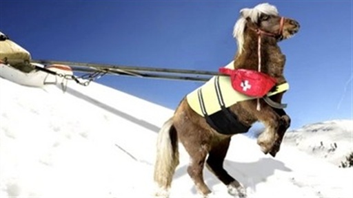 In Memoriam: Li'l Sebastian Video