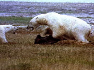 Polar Bear vs. Polar Bear: Food Snatch Video