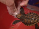 Aussie Animal Rescue | Season 1 Episode 13 | New Beginnings