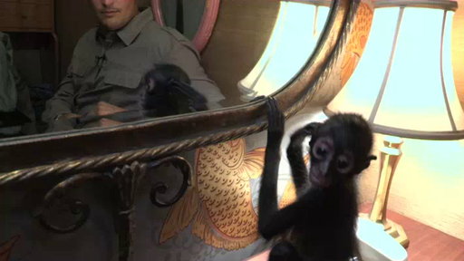 Backstage With Bella the Baby Spider Monkey