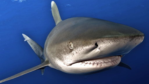 Ocean Soul: Close Encounters With a Dangerous Shark Video