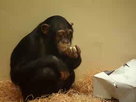 Monkey Life Episode 1