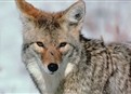 Yellowstone: Realm of the Coyote picture