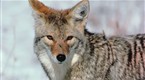 National Geographic Specials: Yellowstone: Realm of the Coyote