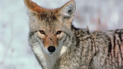 Yellowstone: Realm of the Coyote