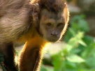 Monkey Life Episode 12