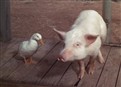 play video on Hulu
