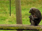 Monkey Life Episode 14