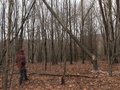 How to Cut Down a Tree