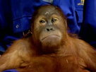 Monkey Life Episode 20