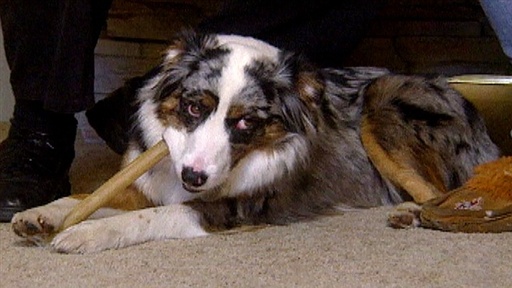 Rapid Chewer, Fighting Siblings, Pack Order Video