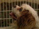 Doggie TV Addict, Nippy Player, Chocolate Poison