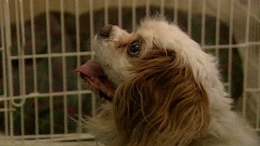 Doggie TV Addict, Nippy Player, Chocolate Poison Video