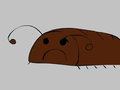 How to Deal With Cockroaches