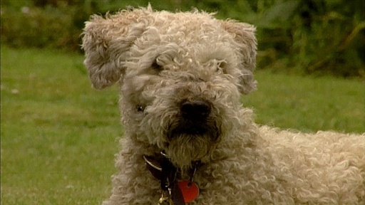Street Proofing, Poop Eaters, Dog Packs Video