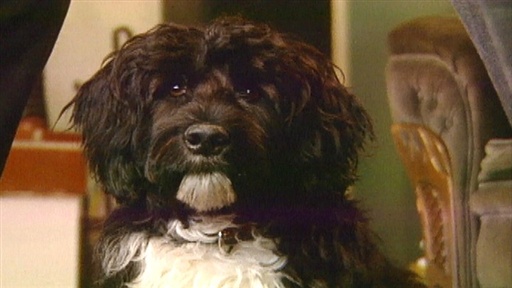 Choosing a Kennel, Socializing Doggie Video