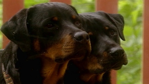 Picking Puppy, Dominant Rotties, Housetraining Video