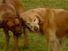 Good Dog! | Season 1 Episode 9 | Separation Anxiety, Competition Tune-up, Leashes