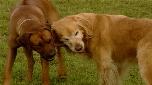 Separation Anxiety, Competition Tune-up, Leashes