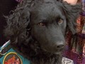 NBC TODAY Show - Dogs Sniff Peanuts For Allergic Kids