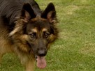 Good Dog! | Season 1 Episode 7 | Child Nipper, Aggressive Shepherd, Feeding Puppy