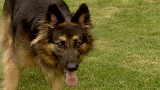 Child Nipper, Aggressive Shepherd, Feeding Puppy Video