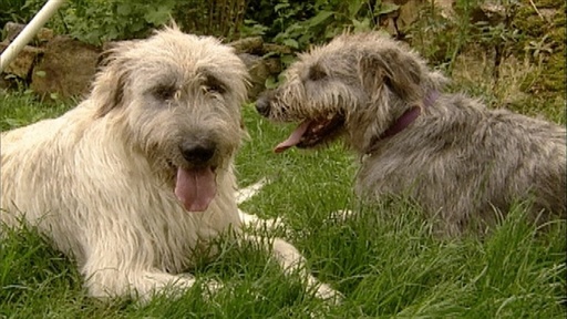 Walking Giants and Puppies, Collars