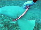 Diver Comes to Aid of Shark