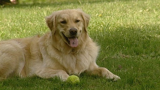 Compulsive Herder, Retreiving and Frisbee Skills