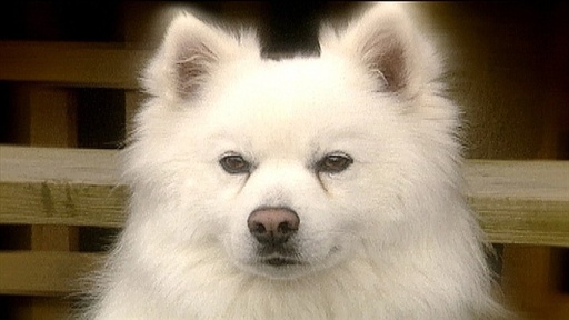 Barking, Chewing and Doggie Dens Video