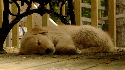 Housetraining, Age-Proofing, Approaching Dogs Video
