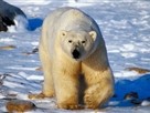 Arctic Kingdom: Life at the Edge
