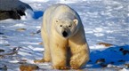National Geographic Specials: Arctic Kingdom: Life at the Edge