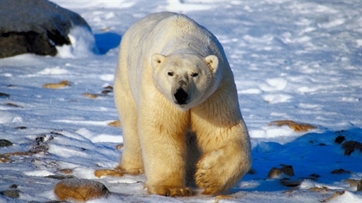 Arctic Kingdom: Life at the Edge