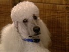 Good Dog! | Season 4 Episode 11 | Medical Concerns