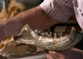 Jaws Like Guillotines picture