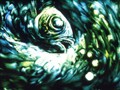 Koji Yamamura Collection - Aquatic