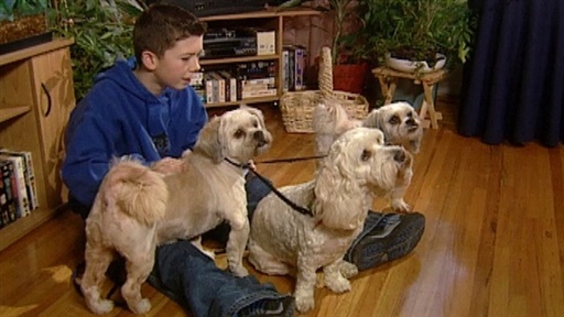 Noisy Dogs Video