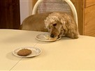Good Dog! | Season 4 Episode 8 | Stealing Food and Chewing Stuff